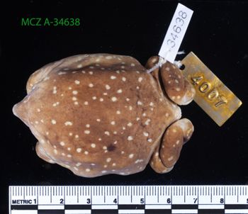 Media type: image;   Herpetology A-34638 Description: Specimen photo;  Aspect: whole body dorsal